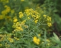 Euthamia graminifolia image