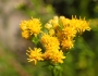 Euthamia occidentalis image