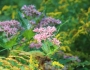 Eutrochium dubium image
