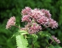Eutrochium fistulosum image