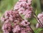 Eutrochium maculatum image