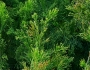Exocarpos cupressiformis image