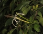 Exostema caribaeum image