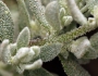 Extriplex californica image