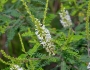 Eysenhardtia texana image