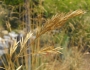 Festuca californica image