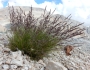 Festuca idahoensis image