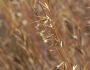 Festuca microstachys image