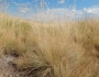 Festuca ovina image