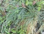 Festuca pallens image