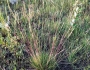 Festuca saximontana image