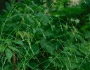 Festuca subverticillata image