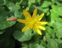 Ficaria verna image