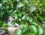 Ficus benjamina image