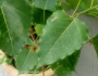 Ficus religiosa image