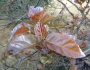 Ficus sur image