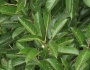 Ficus virens image