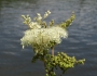 Filipendula ulmaria image