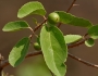 Flacourtia indica image