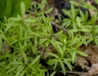 Floerkea proserpinacoides image