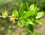 Forestiera pubescens image