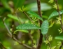 Forestiera segregata image