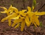 Forsythia ×intermedia image