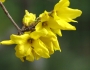 Forsythia koreana image
