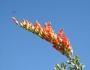 Fouquieria splendens image