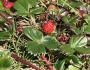 Fragaria chiloensis image