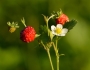 Fragaria vesca image