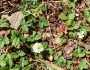 Fragaria bracteata image