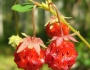 Fragaria virginiana image