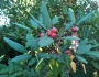 Frangula californica image