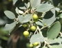 Frangula californica subsp. tomentella image