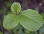 Frangula purshiana image