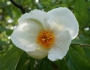Franklinia alatamaha image
