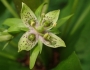 Frasera caroliniensis image
