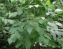 Fraxinus americana image