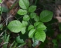 Fraxinus caroliniana image