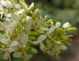 Fraxinus dipetala image