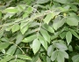 Fraxinus latifolia image
