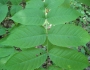 Fraxinus nigra image