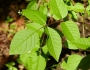 Fraxinus quadrangulata image