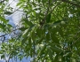 Fraxinus velutina image