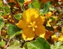 Fremontodendron californicum image