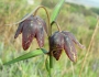 Fritillaria affinis image