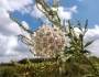 Funastrum cynanchoides image