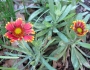 Gaillardia aestivalis image