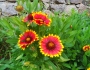 Gaillardia aristata image